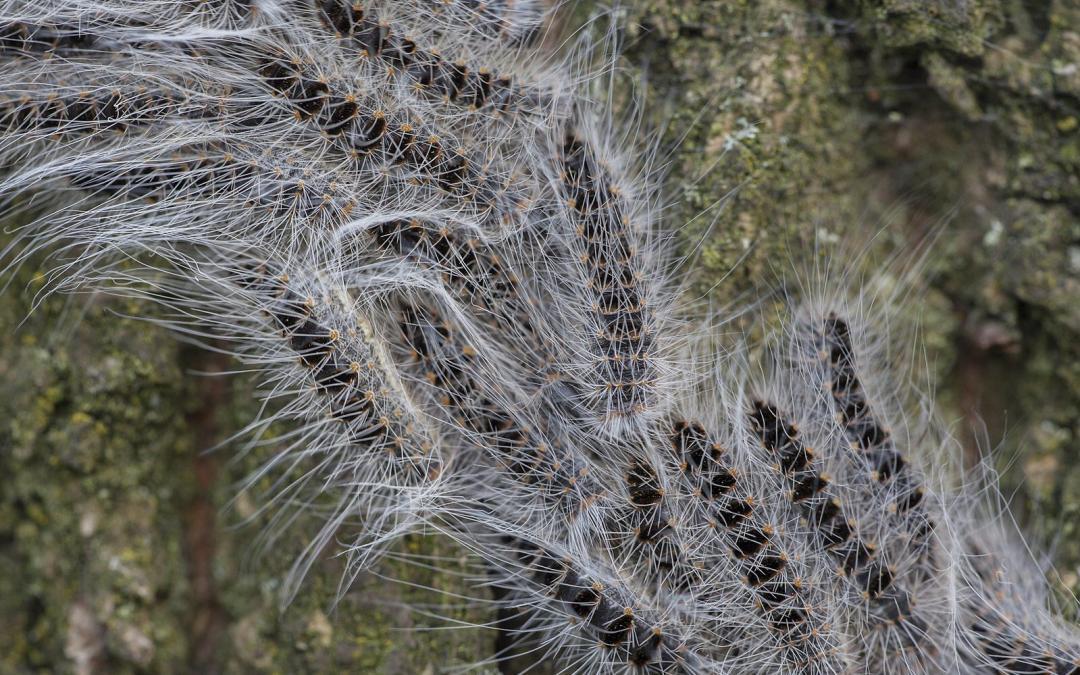 Zachte winter kan in maart al zorgen voor eikenprocessierupsen