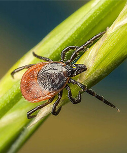 early tick season this year